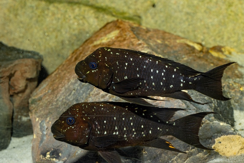 Petrochromis trewavasae 'Moliro'
